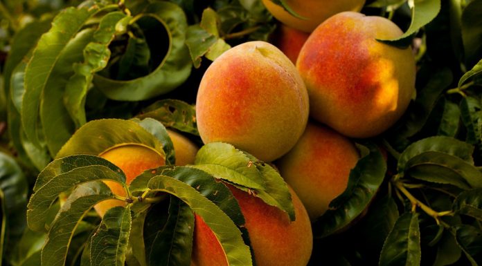 La cosecha de fruta de hueso aumentará hasta 1,5 millones de toneladas melocotones