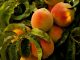 La cosecha de fruta de hueso aumentará hasta 1,5 millones de toneladas melocotones