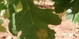 ¿Cuál es la regla de los tres 10 sobre el mildiu? mildiu