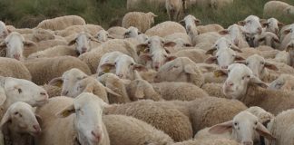 Ovino y caprino de leche empiezan 2021 con disminuciones importantes en la producción ovejas