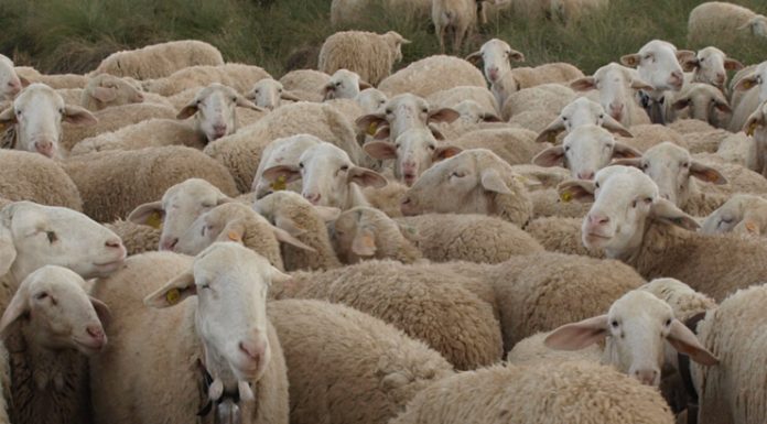 Gobierno de Castilla-La Mancha flexibiliza las restricciones aplicadas por la viruela a ganaderías de ovino y caprino ovejas