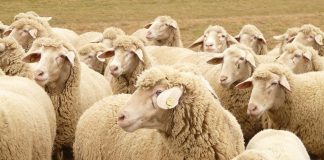 Se incrementan ayudas para ovino y caprino afectados por COVID-19