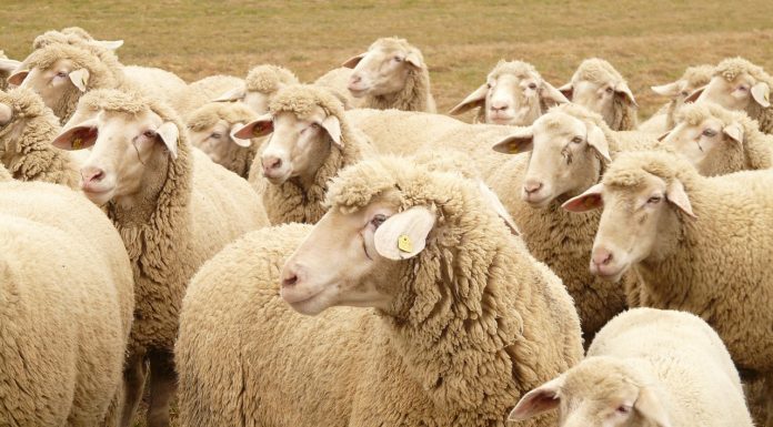 Esperan una subida importante del precio de la leche de oveja en los próximos meses