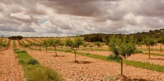 Producción de almendros y pistachos ecológicos se consolida en Castilla-La Mancha pistachos