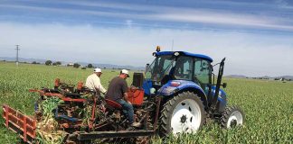 Sector del ajo español, generador de empleo en épocas de crisis ajo