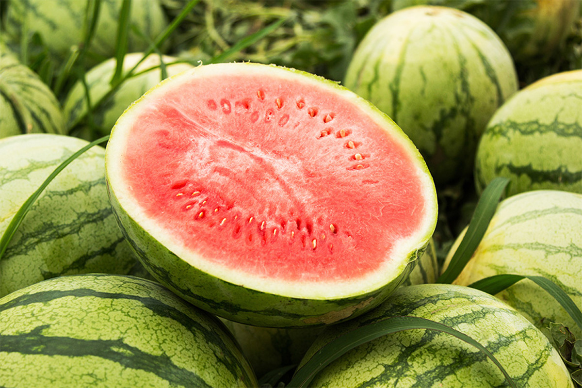 Una empresa de La Solana, distribuidora de sandías a Mercadona - AgroCLM