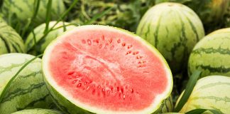 Tomelloso acogerá el foro de frutas y verduras sandía