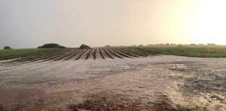 Cereal, aromáticas y siembras de girasol, muy afectados por el pedrisco