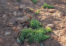 Los viticultores reclaman la vendimia en verde para evitar seguir aumentando el stock de las bodegas vendimia en verde