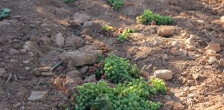 Unión de Uniones, por vendimia en verde frente a limitación rendimientos vendimia en verde