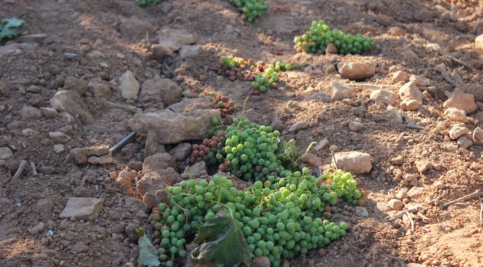 Los viticultores reclaman la vendimia en verde para evitar seguir aumentando el stock de las bodegas vendimia en verde