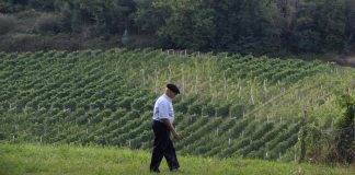 Pide un plan de apoyo más ambicioso para crisis de viticultura