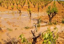 Se inicia el plazo para asegurar la campaña 2026 de uva de vino pedrisco