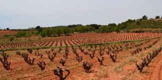 La mitad de los agricultores de Castilla-La Mancha podrían no tener que cumplir la condicionalidad de la PAC viñas
