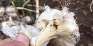 Los ajos de Castilla-La Mancha, los más afectados por las tormentas y lluvias persistentes de la primavera