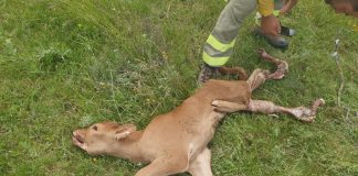 Denuncian nuevos ataques de lobos al ganado de Guadalajara
