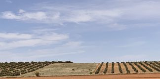 Pago multimillonario a agricultores y ganaderos de Castilla-La Mancha