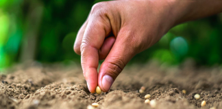 Erosión del suelo, gran problema de muchos agricultores españoles mano