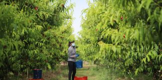 Reparten más de 85.000 mascarillas a los trabajadores del campo