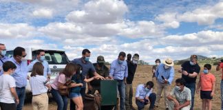 Finaliza campaña de refuerzo de poblaciones de lince ibérico en Castilla-La Mancha