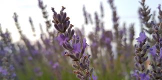 Ayudas agroambientales para 12 productores de lavanda de Guadalajara