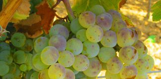 Registrada una nueva variedad de uva blanca de Castilla-La Mancha