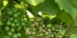 Piden a las diferentes administraciones ayudas directas para los afectados por el mildiu mildiu