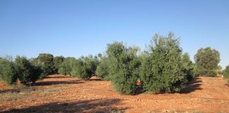 Apuesta por una ayuda PAC específica para olivar de bajo rendimiento