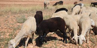 ASAJA Ciudad Real pide ayudas para alimentar al ganado ante la falta de pastos y los altos costes de los piensos