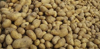 Los nuevos contratos de patata deberían incluir los incrementos del coste de producción patatas