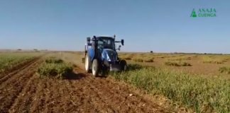 VÍDEO: Recolectando ajo en Las Pedroñeras (Cuenca)