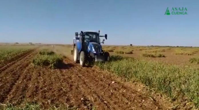 ajo pedroñeras foto de vídeo