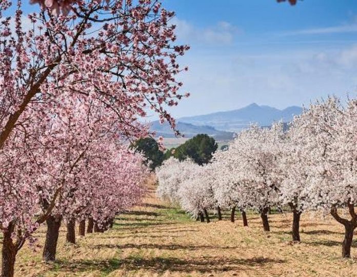 almendro
