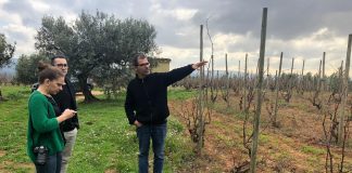 ¿Qué DO limitará producción de uva por hectárea de forma histórica?