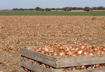 Los precios en origen de la cebolla se desploman hasta los 9 céntimos/kilo cebollas