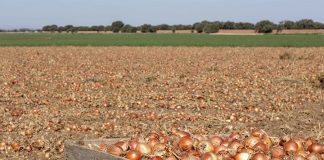 Las cebollas de Albacete se podrán comprar en Mercadona en la campaña 2020