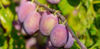 Critica incumplimiento principio de reciprocidad en productos agrarios de terceros países