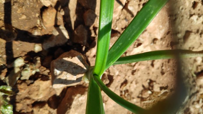 cebollas