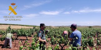 Usurpación de identidad de otra persona para trabajar en tareas agrícolas