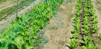 Se suspende taller de empleo de huertos agroecológicos concedido a Torralba