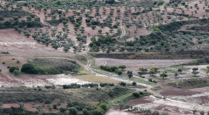 ¿Cómo están afectando las borrascas a los diversos cultivos de Castilla-La Mancha? inundaciones