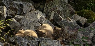 Comienza proceso participación pública de planes recuperación de tres especies emblemáticas