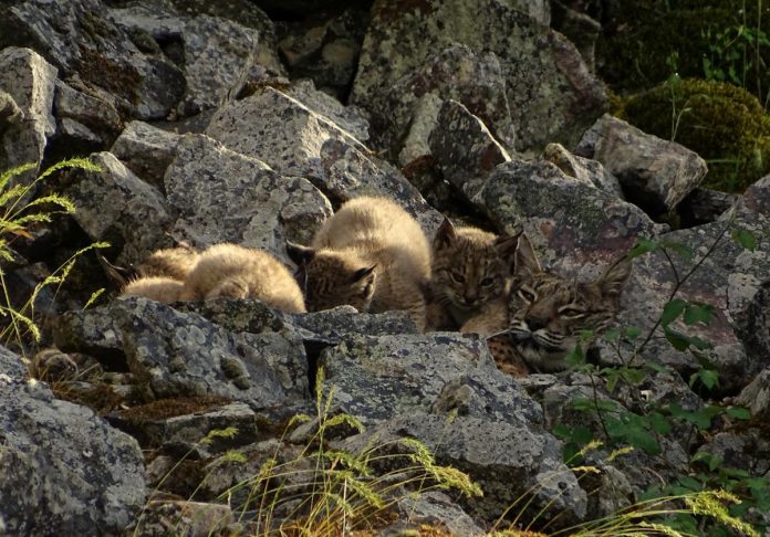 lince ibérico