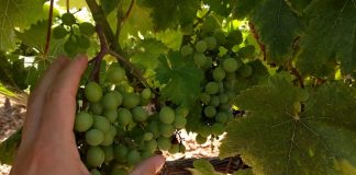 Mildiu ataca a uvas en varias zonas de Castilla-La Mancha
