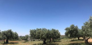 Castilla-La Mancha insiste en la defensa del olivar de bajo rendimiento