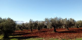 Aconsejan tratar contra el repilo del olivo tras las lluvias olivar