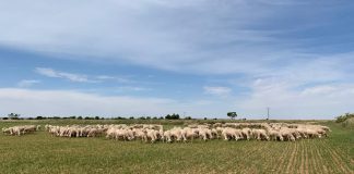 UPA reivindica agricultura y ganadería familiar en Día Mundial del Medioambiente