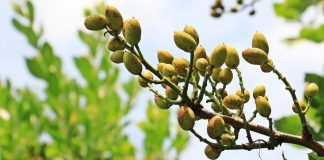 Polilla de almacén, Clitra, Psilas o chinches ¿Cuál es la principal amenaza del pistacho ecológico?