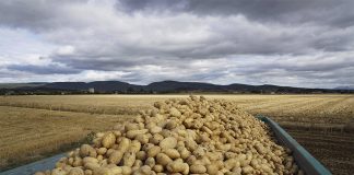 La superproducción mundial de patata sitúa el primer precio por debajo de costes superproducción mundial de patata