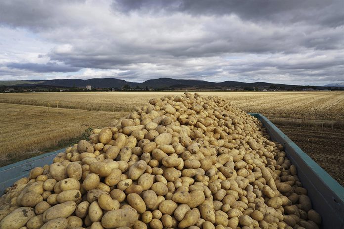 patatas FOTO MERCADONA superproducción mundial de patata